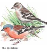 Els ocells en primavera