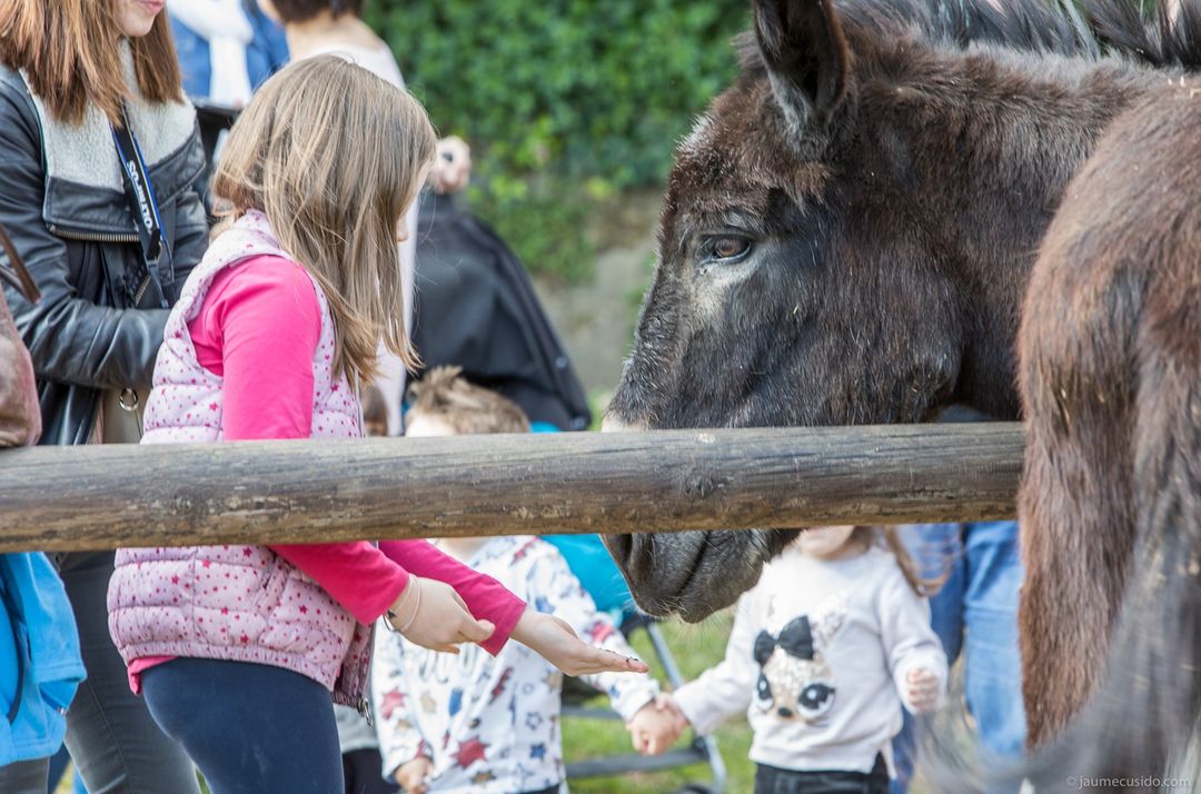 Infant participant a l’activitat “Granja en família” a l’Espai Natura de Sabadell, donant menjar a un animal en estables educatius