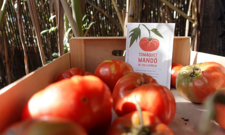 Capsa amb tomàquets Mandó de Collserola, varietat tradicional i singular del Vallès Occidental vinculada a l’agricultura de proximitat.