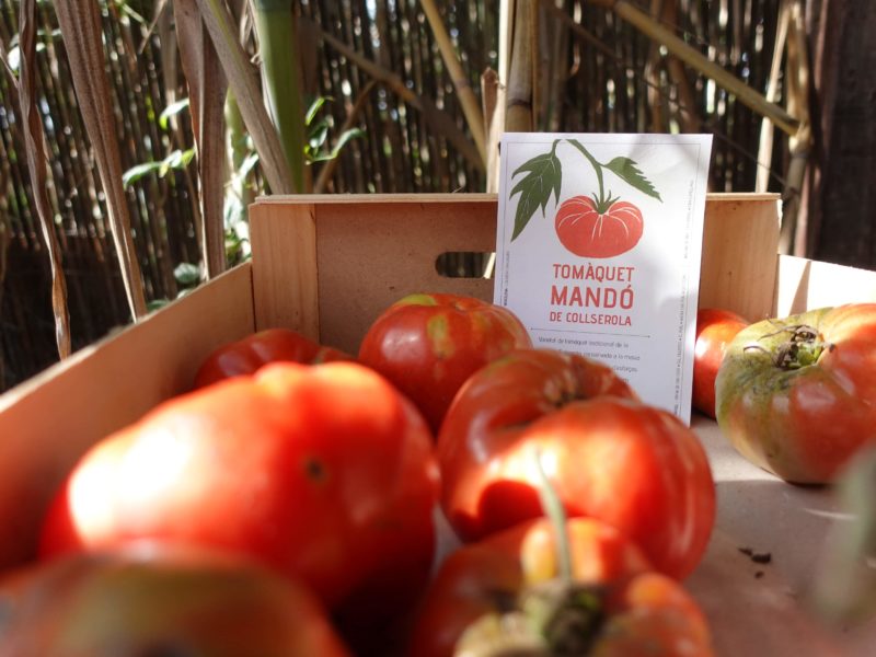 Capsa amb tomàquets Mandó de Collserola, varietat tradicional i singular del Vallès Occidental vinculada a l’agricultura de proximitat.