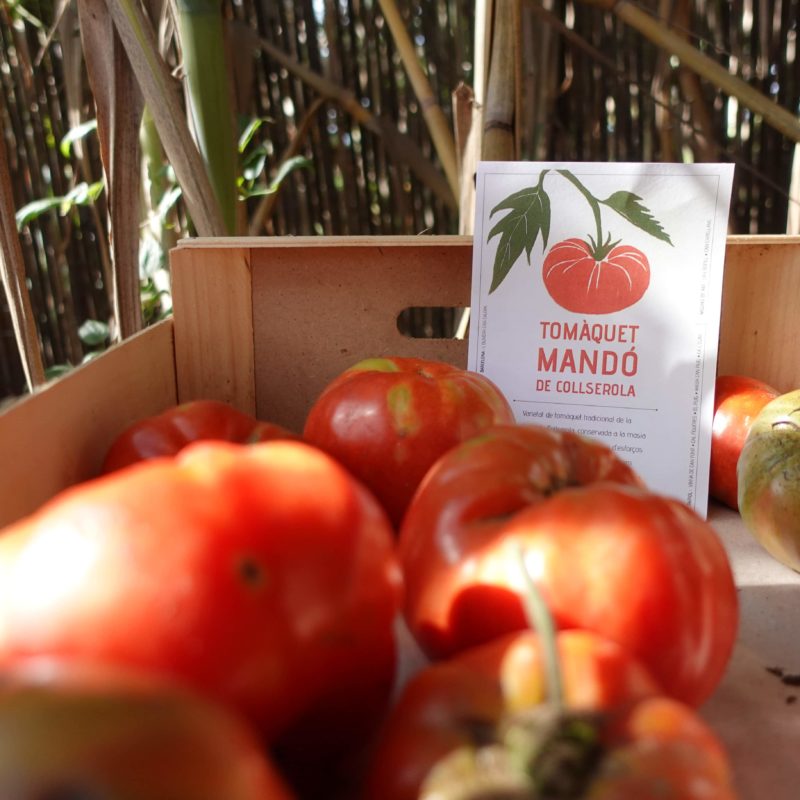 Capsa amb tomàquets Mandó de Collserola, varietat tradicional i singular del Vallès Occidental vinculada a l’agricultura de proximitat.