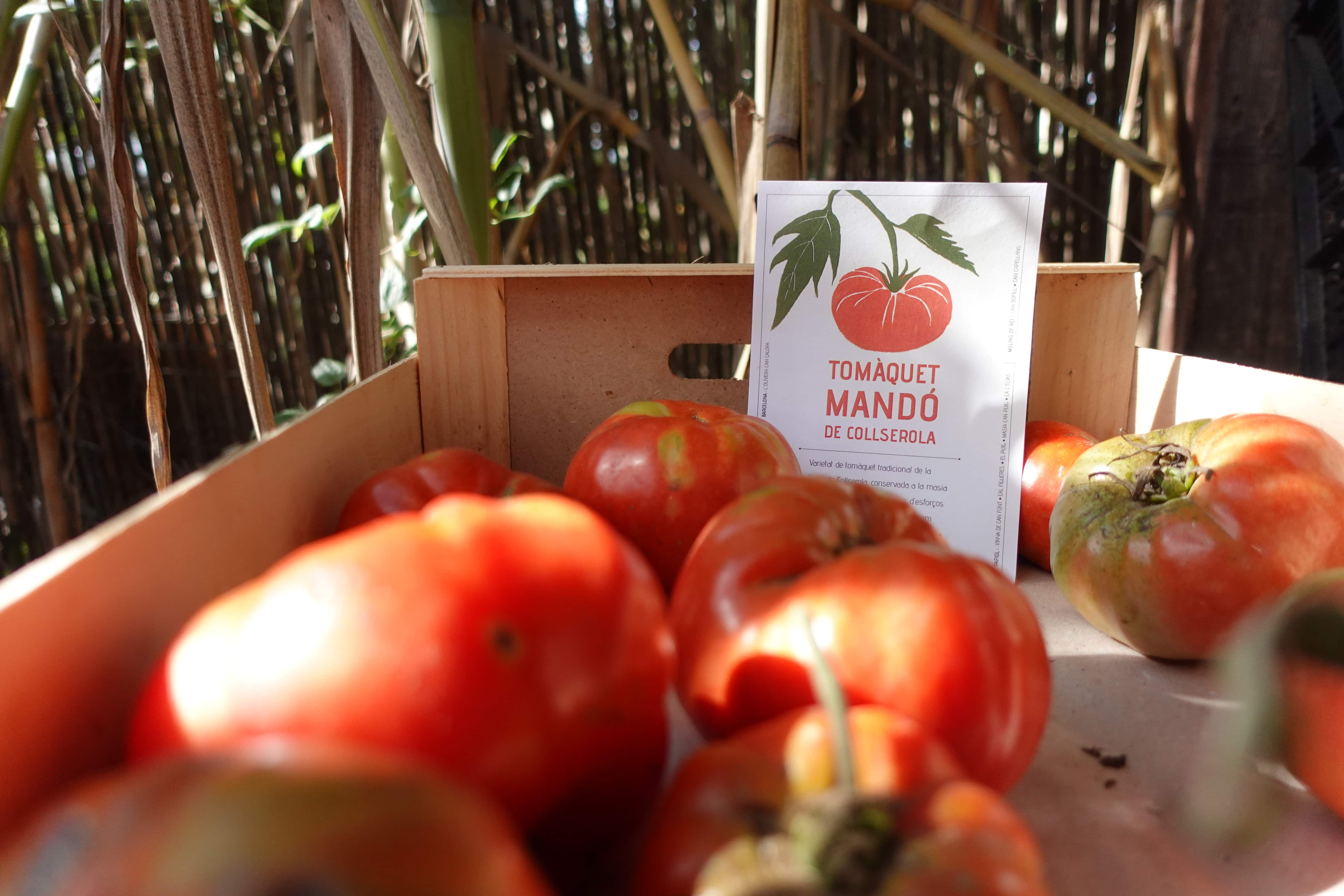 Capsa amb tomàquets Mandó de Collserola, varietat tradicional i singular del Vallès Occidental vinculada a l’agricultura de proximitat.