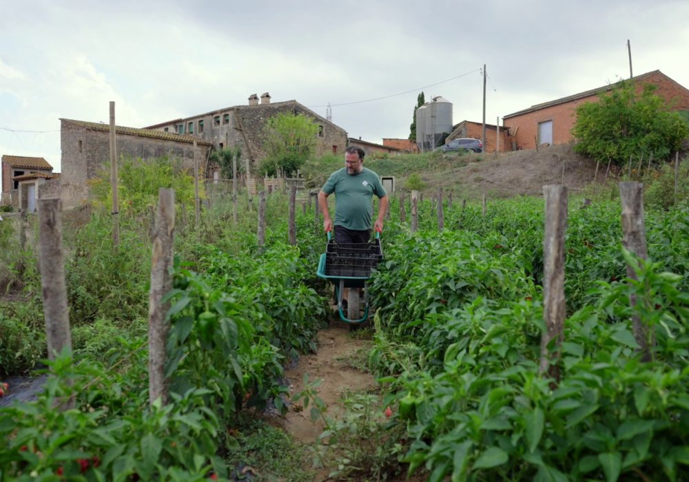 Camps_Ca_n'oliveró_Castellbisbal
