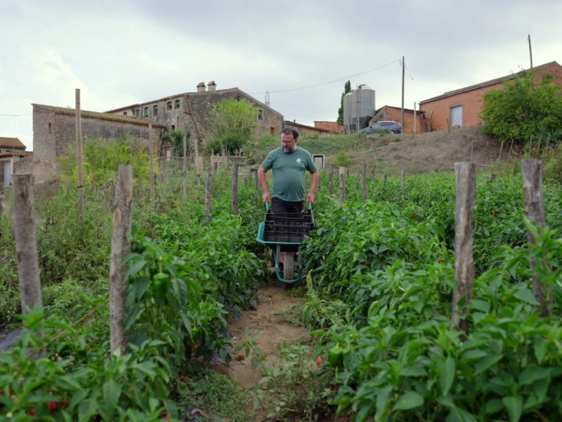 l pagès Pere Botifoll empeny un carretó pel centre de l’horta de Ca n’Oliveró, a Castelbisbal.