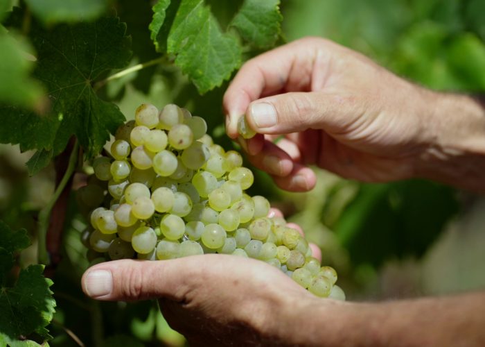 Detall_raïm_vinya_muntada_2 Detall_raïm_vinya_muntada_2