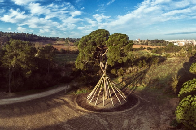 Pi d'en Xandri al Vallès occidental